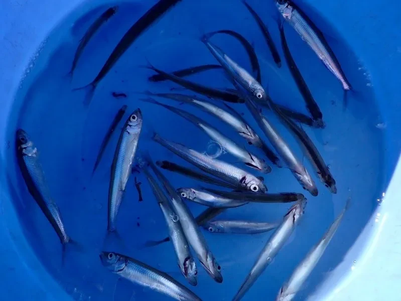 釣り富士五湖では、ワカサギ釣りをはじめとした様々な種類の釣りが楽しめます。特に冬のワカサギ釣りは人気で、ドーム船から楽しむことができます。西湖ではブラックバス釣りも有名です。