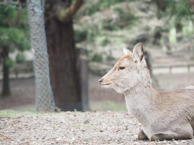 奈良市内（奈良県）観光スポット：東大寺、春日大社、奈良公園
アクティビティ：鹿とのふれあい、歴史めぐり、伝統行事参加
オススメグルメ：奈良漬や春日野のおはぎ