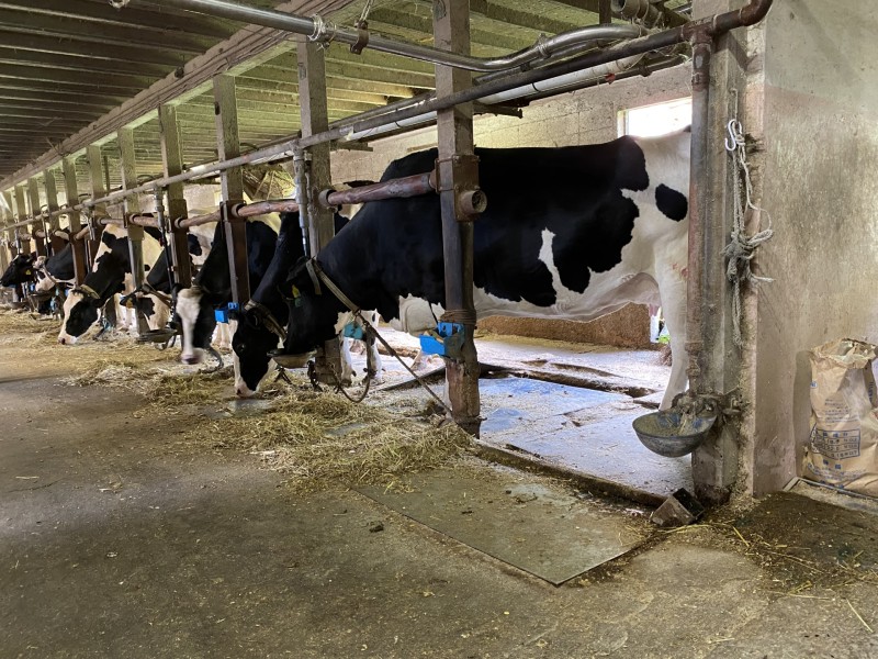 エサやり牧草やサイレージ（発酵飼料）を牛舎に運び入れる作業。台車や小型トラクターを使うことも。