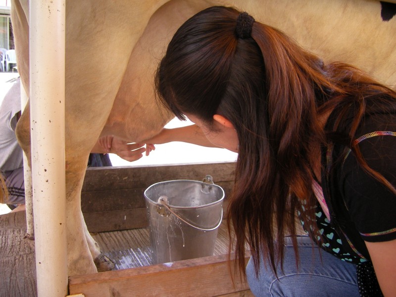 搾乳（乳しぼり）朝夕2回、機械搾乳の補助や手作業での搾乳。乳牛の乳房を清潔に保つ消毒作業も含まれます。